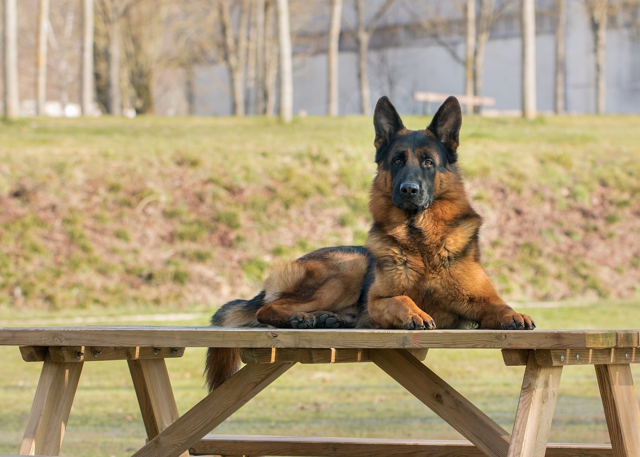 deutscher-schäferhund-trend