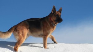 deutscher-schäferhund-sicherheit