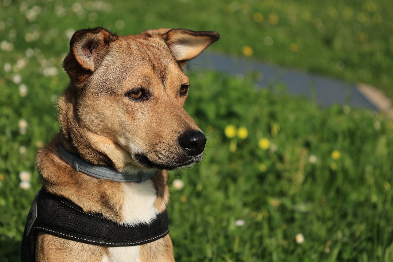 hundegeschirr-sicherheitsgeschirr-brustgeschirr