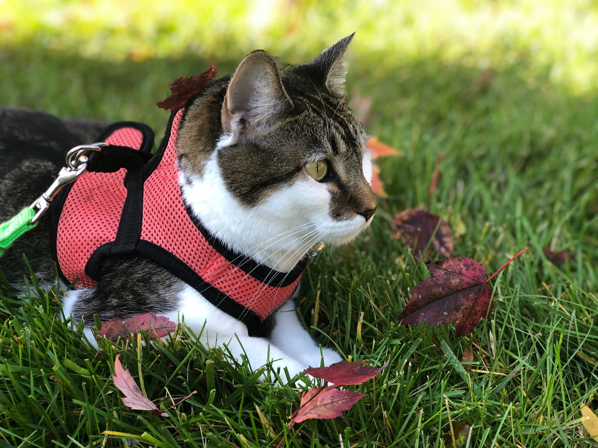 katzengeschirr-sicherheitsgeschirr